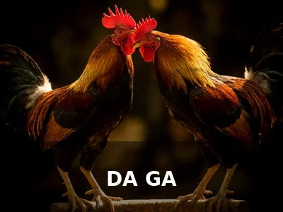 Ảnh danh mục Đá Gà MM88 với hình ảnh hai chú gà chọi đang đối đầu kịch tính
